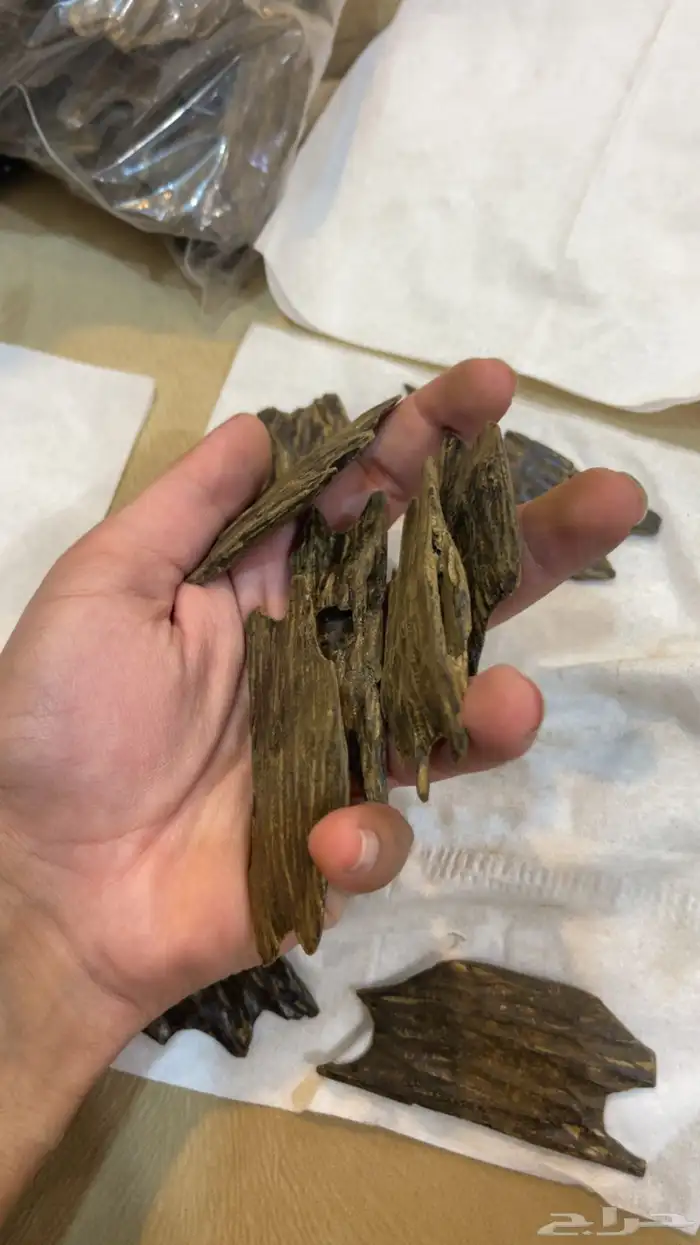 عودة سيوفي ملكي 1