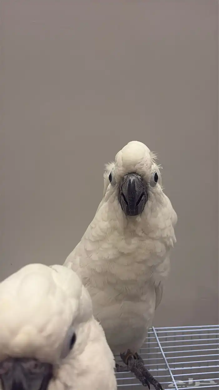 نفذت الكمية 16