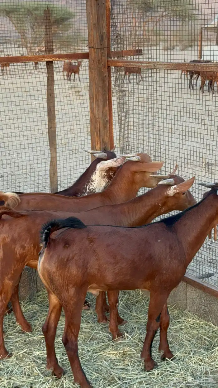 تيوس فواخر للبيع تم البيع 3