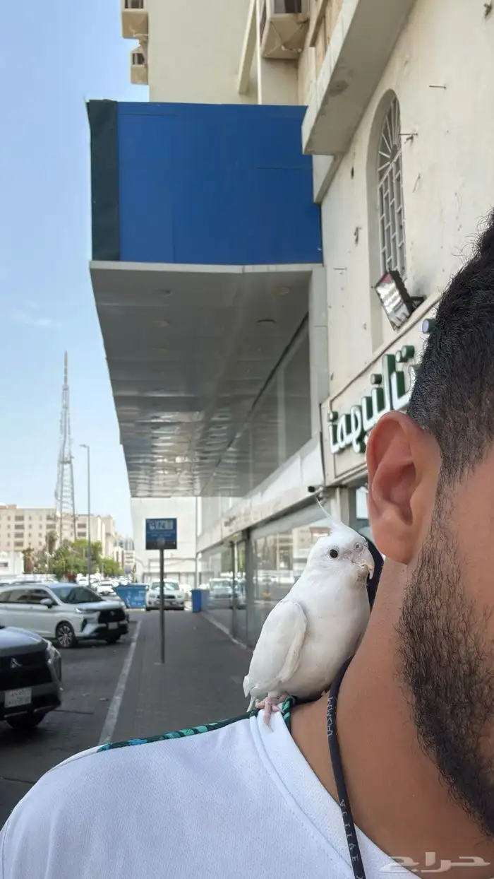 جوز كروان اليف هدد وطفرة النوادر . 9