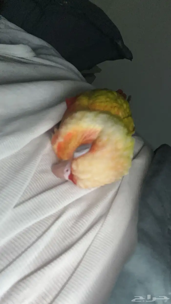 صن شيك كنيور (ذكر) 0