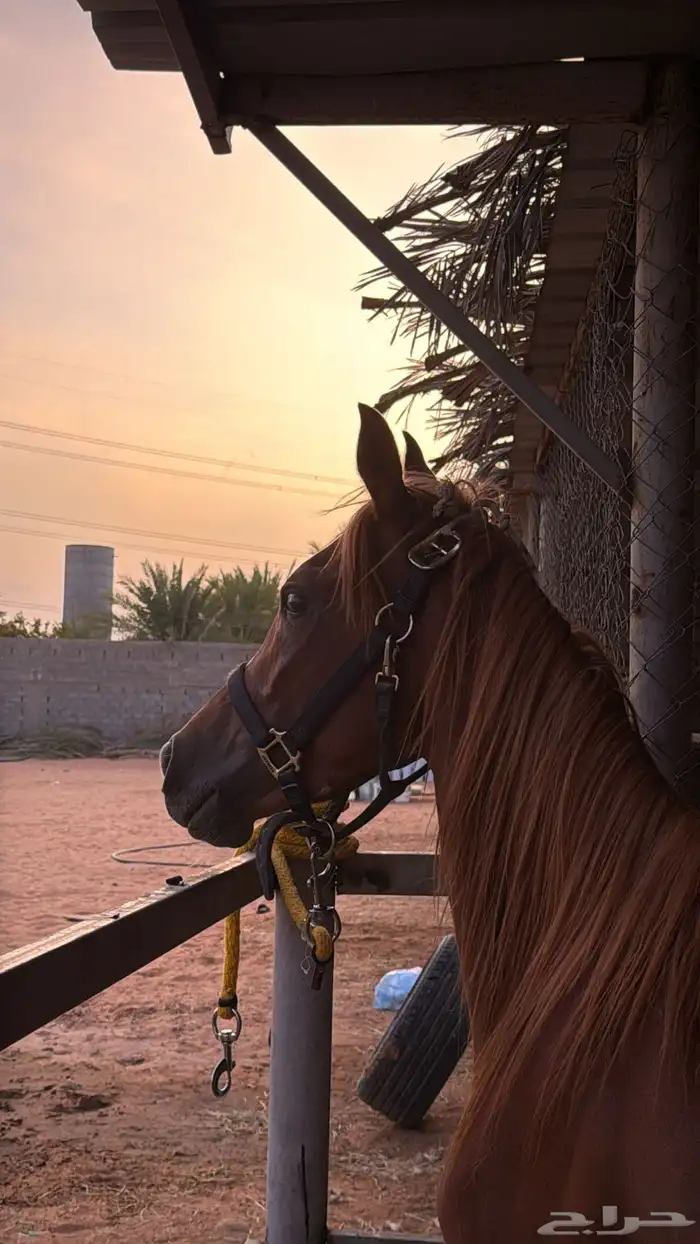 حصان شعبي 0