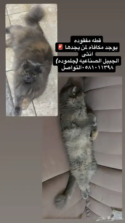 اعلان قط مفقود  يوجد مكافأه ماليه   لمن يجدها index