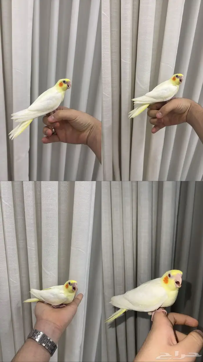 كروان لاتينو اليف شرط 0