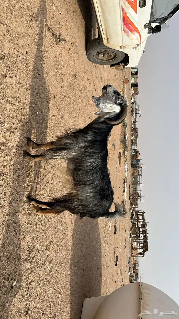 عنز 0