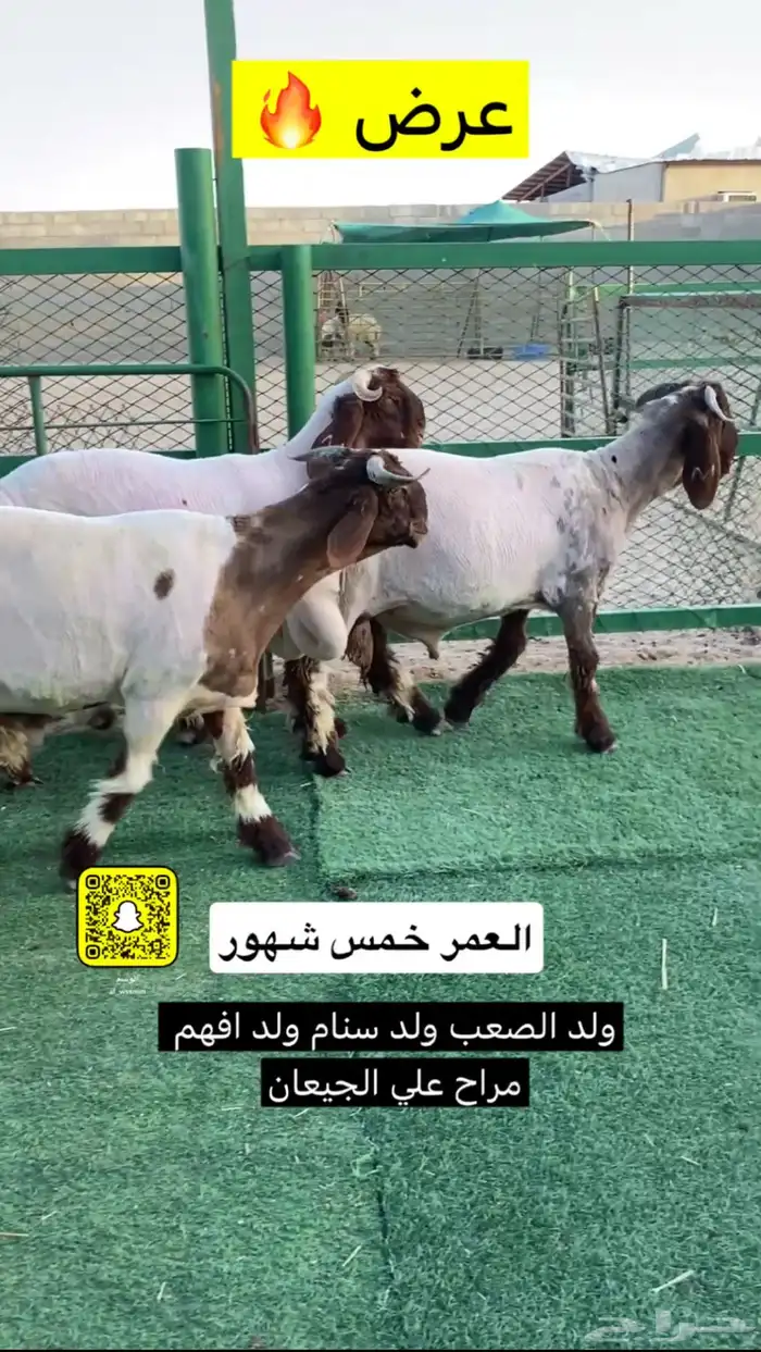 مشاريع فحول نعيم صنف 0