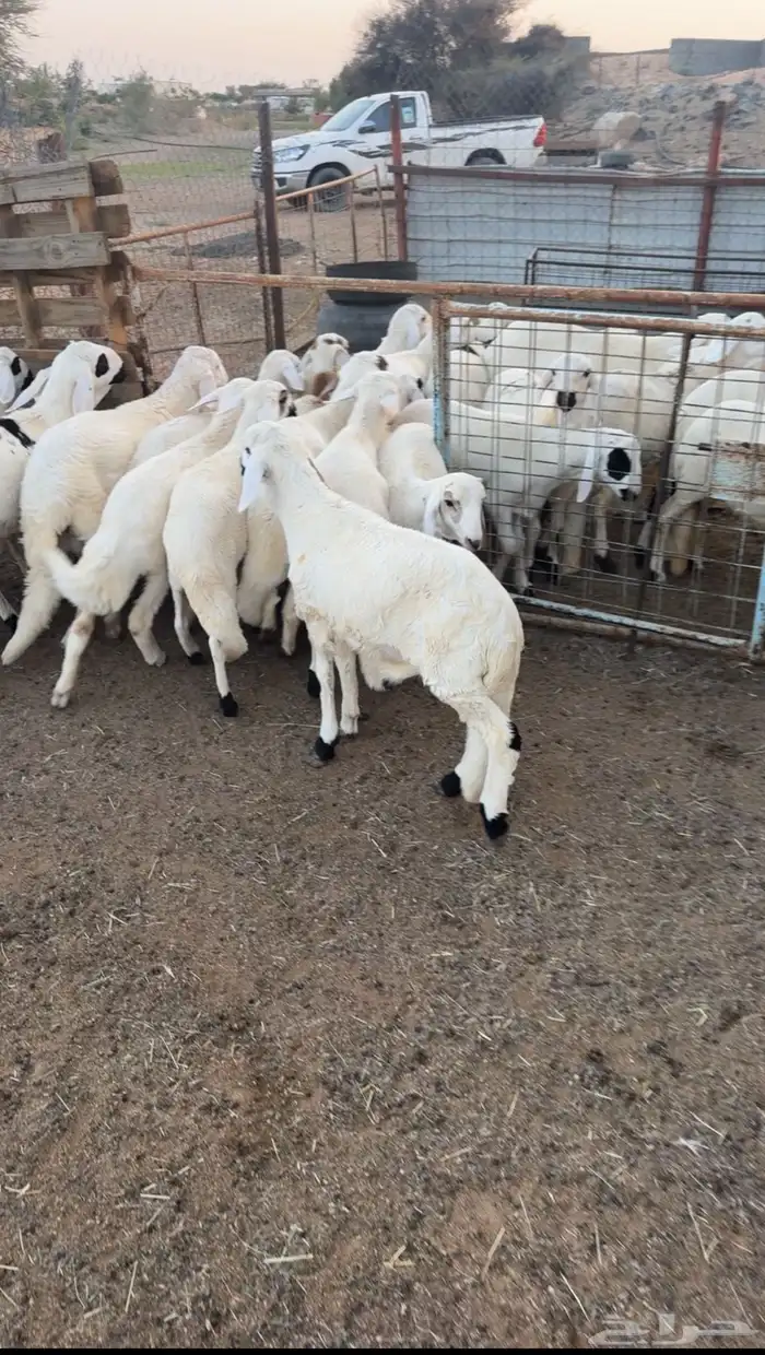 بهم سواكن ابيض تيلاد جملة وتفريد 1