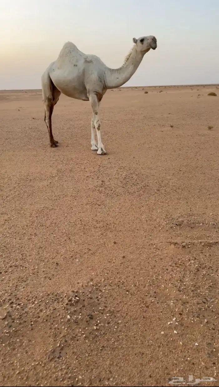 تم البيع 1