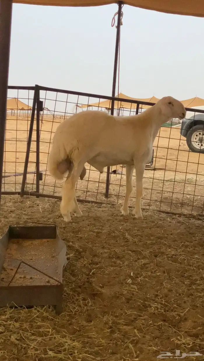 مشروع فحل صنف 3