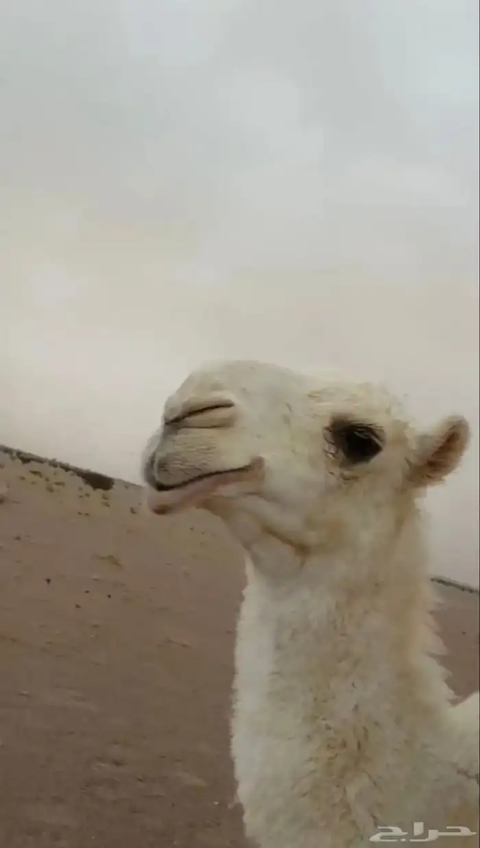 للبيع بكار كفو العدد 3 0