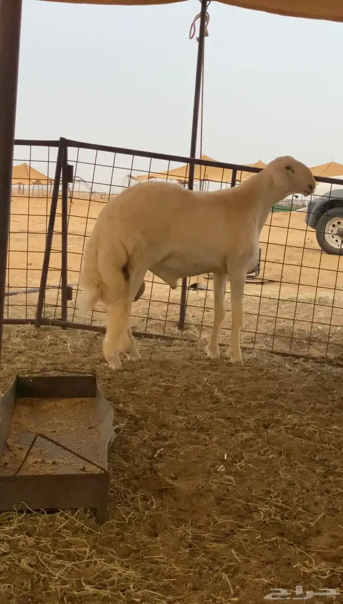 مشروع فحل صنف 0