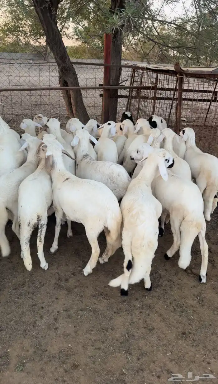 بهم سواكن ابيض تيلاد جملة وتفريد 2