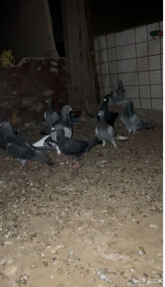 حمام للبيع 2