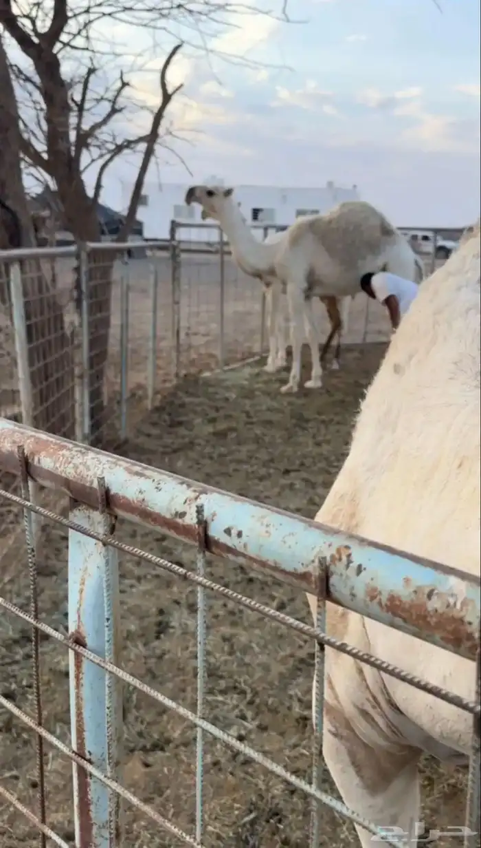 للبيع بكار كفو العدد 3 5