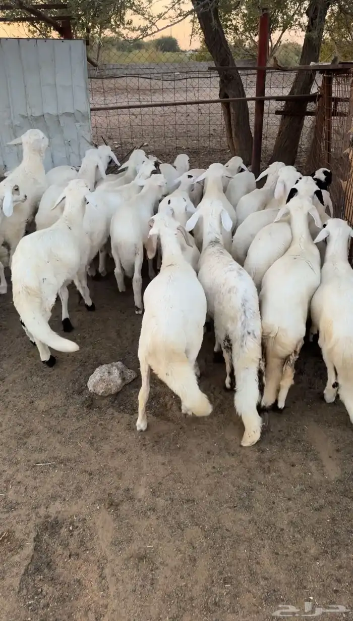 بهم سواكن ابيض تيلاد جملة وتفريد 0