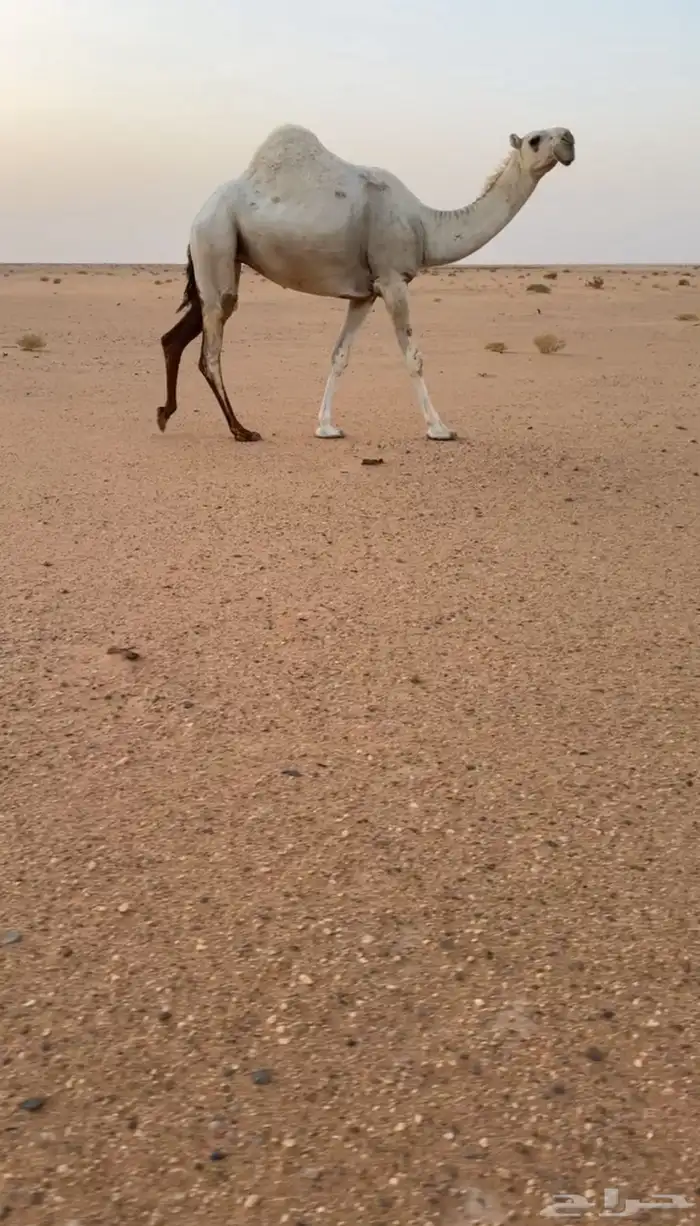 تم البيع 2