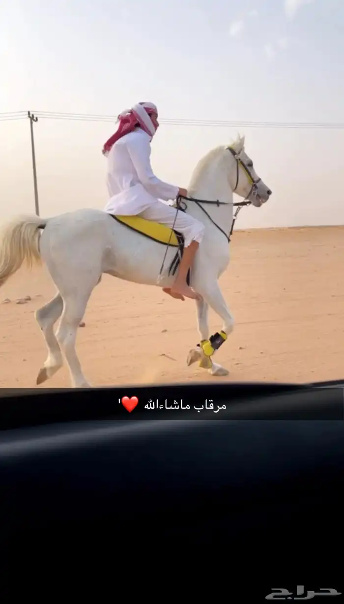 حصان شعبي 3
