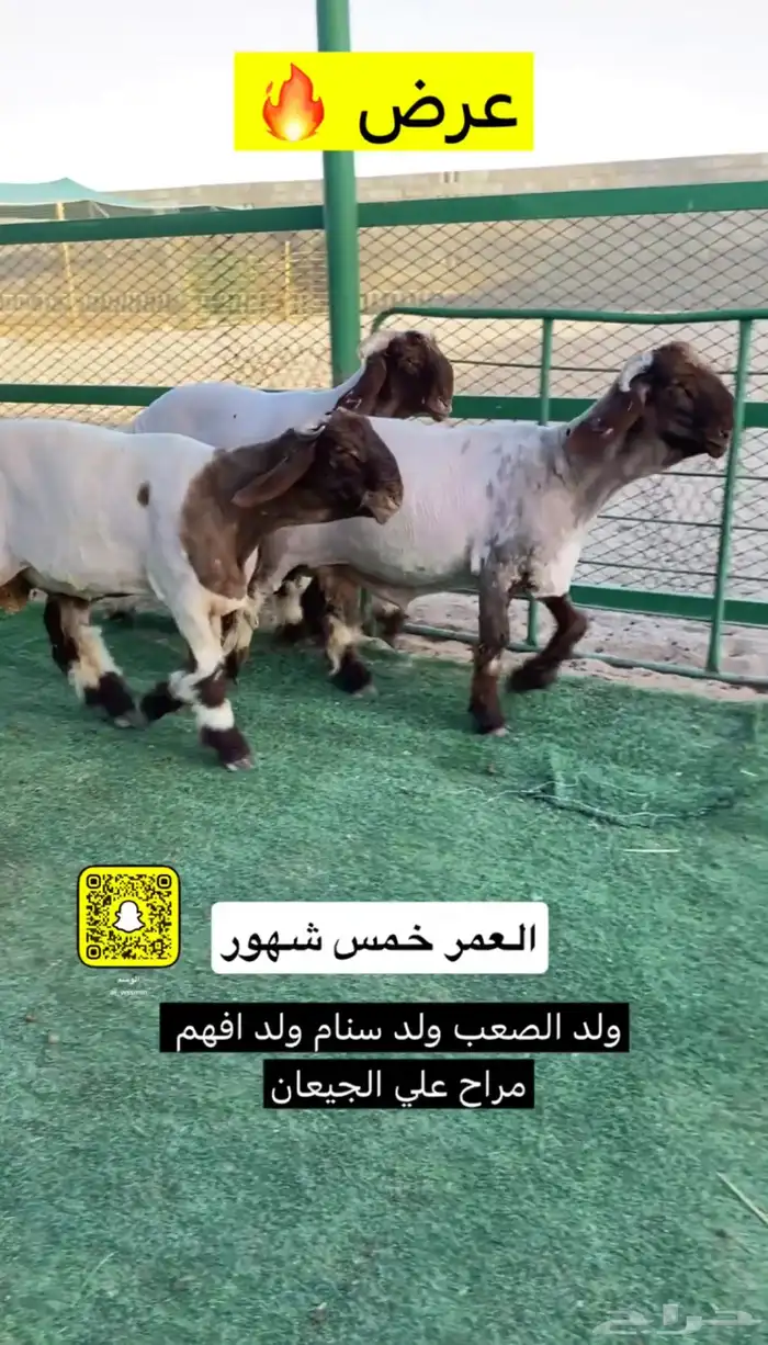 مشاريع فحول نعيم صنف 1