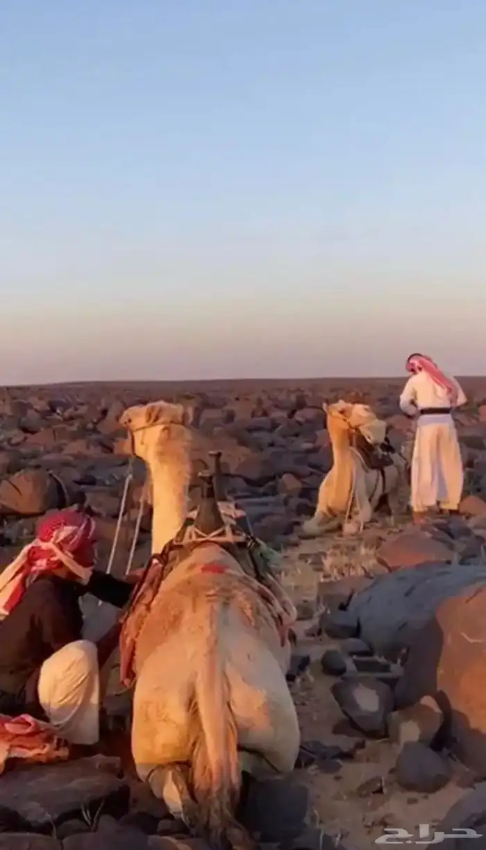طبع هجن 0