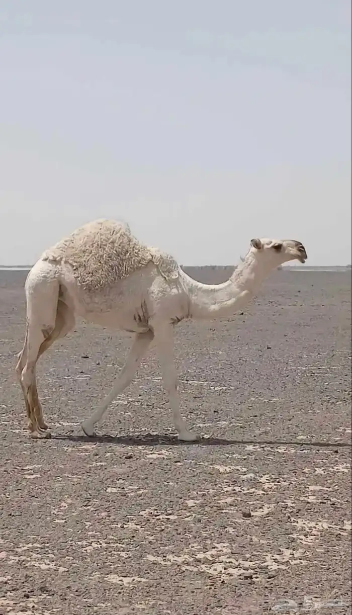 للبيع بكار كفو العدد 3 4