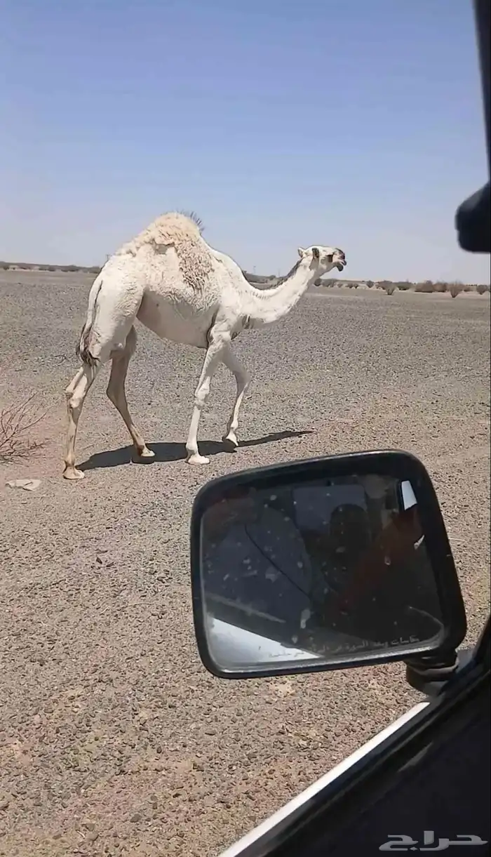 للبيع بكار كفو العدد 3 2