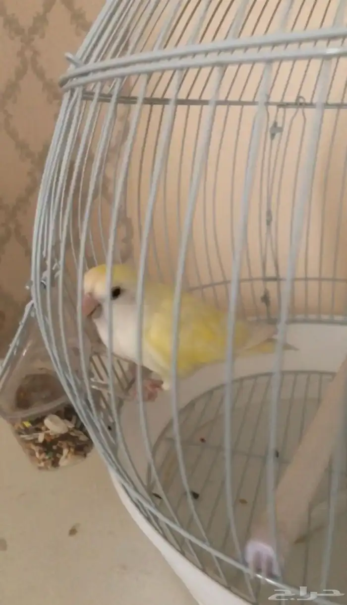 بيع 0