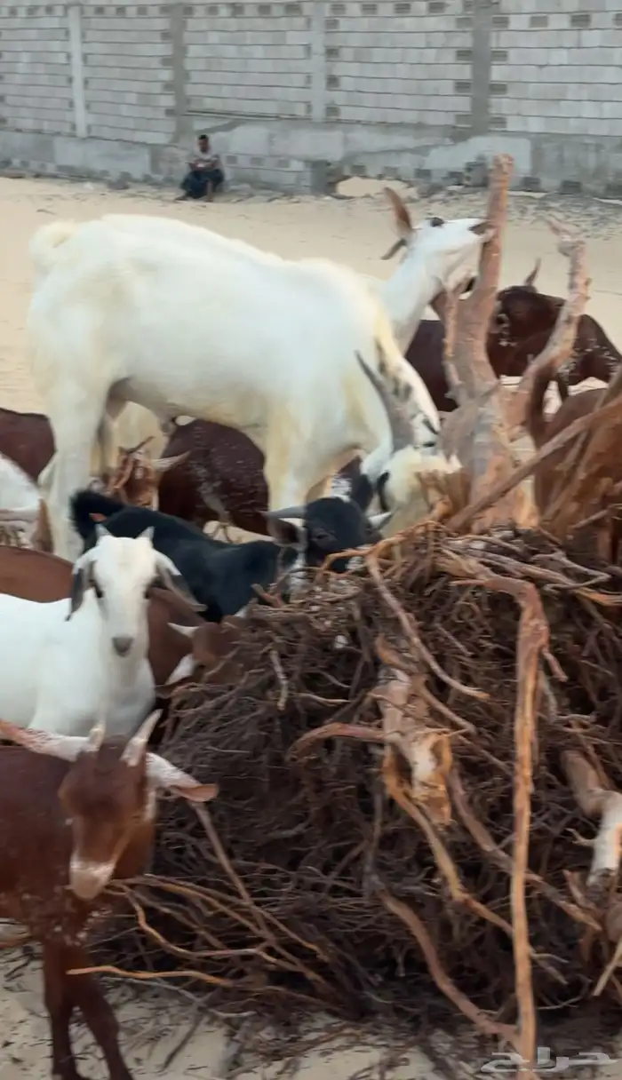 معزاء جنوبيه للبيع 2