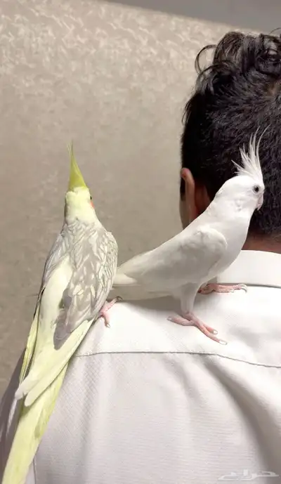 زوج كروان البينو .كوكتيل index