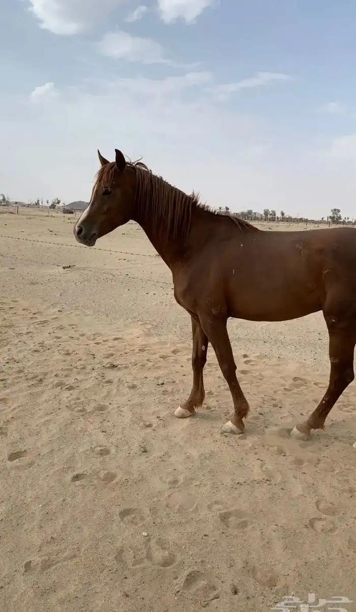 حصان شعبي حار ر كفو على سوم 1