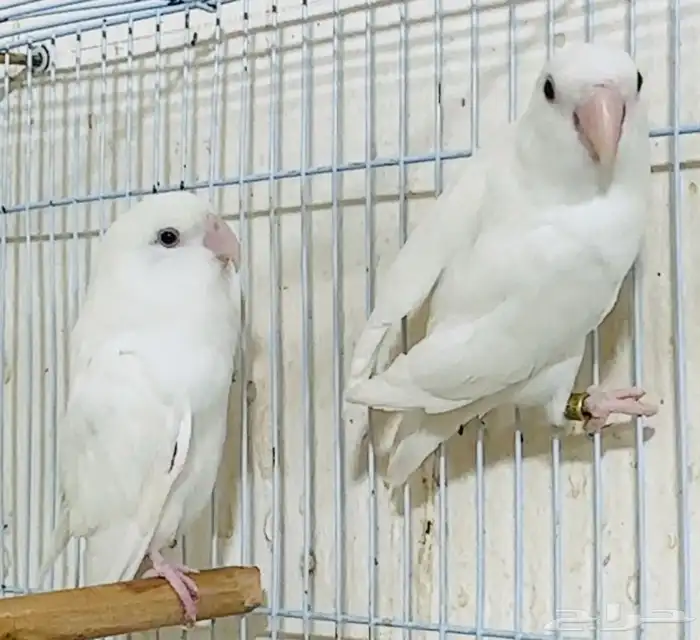 للبيع زوج روز البينو صافي عيون حمر منتج حجم فاخر 0