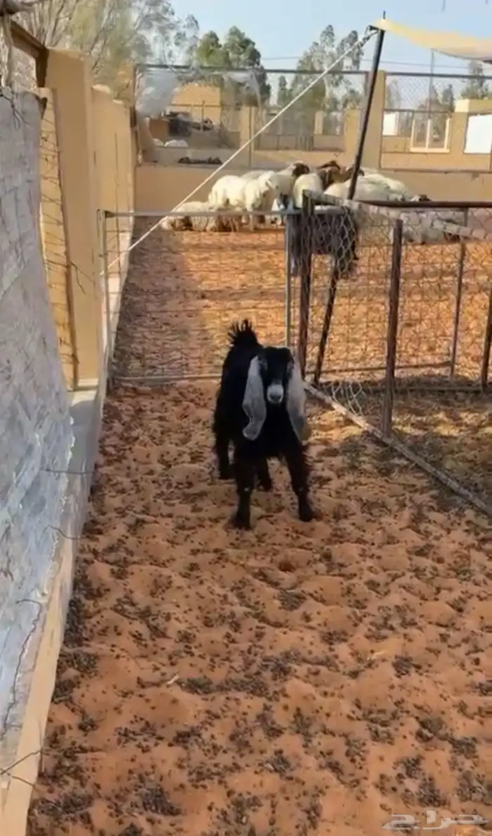 جفره عمرها 4 شهور مغلقه فل شحم علف نظيف شرط الموقع حوطه سدير 0