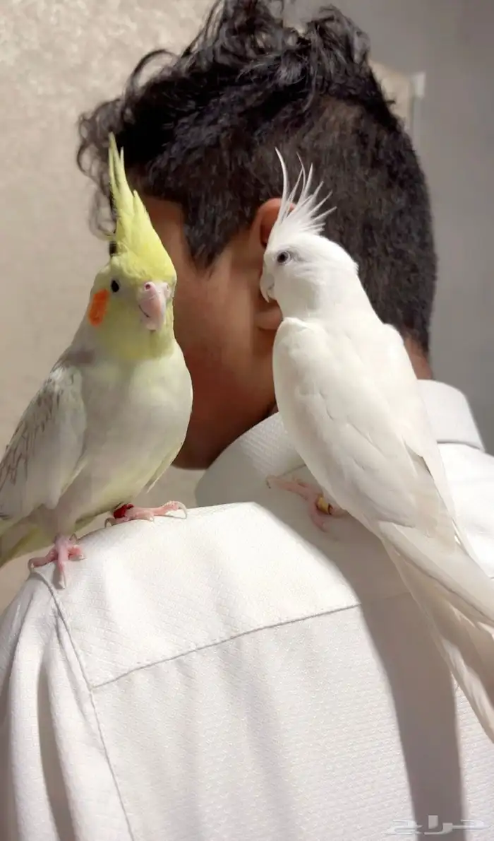 زوج كروان البينو .كوكتيل 0