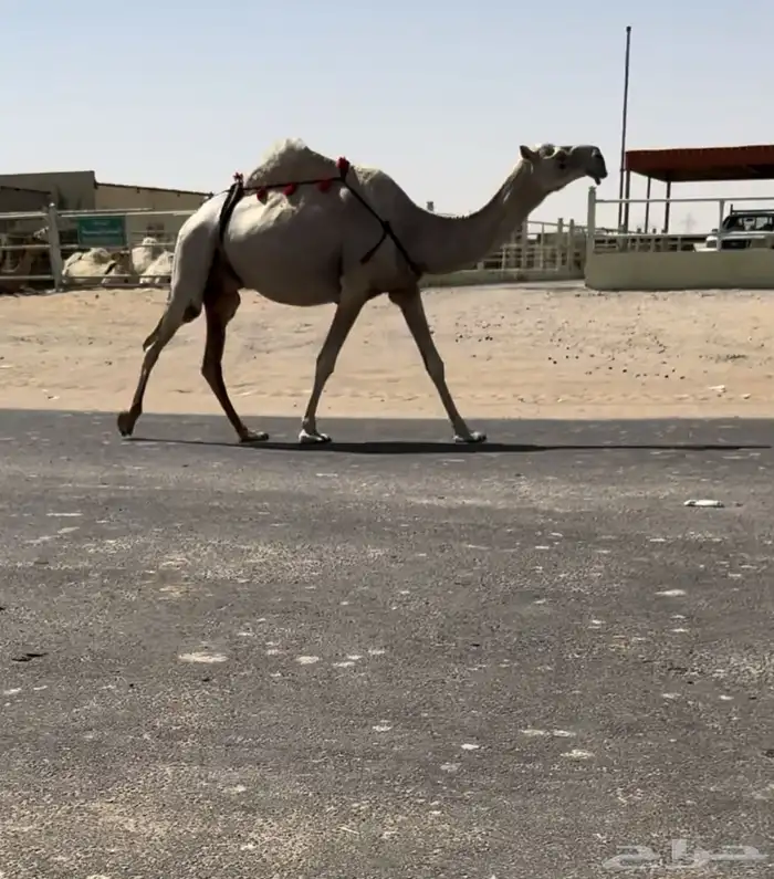 للبيع عشرا الكفووو تحتها قعود 0
