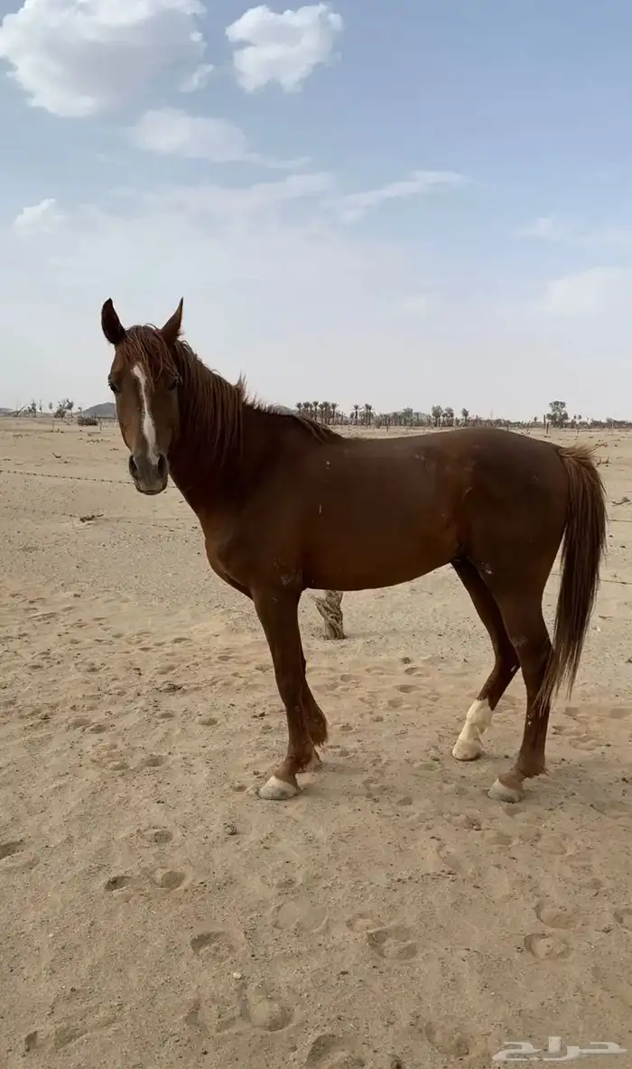 حصان شعبي حار ر كفو على سوم 2