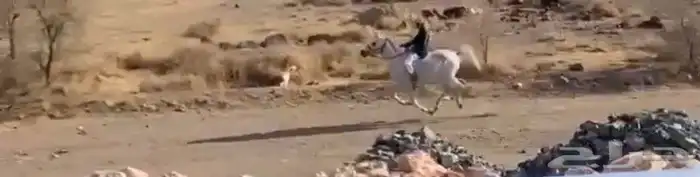 حصان شعبي للبيع 2