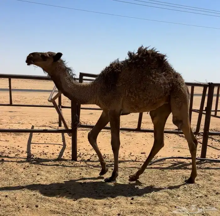 بكره صفرا عبدانيه 1