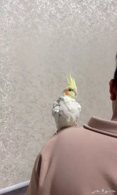 زوج كروان البينو .كوكتيل index