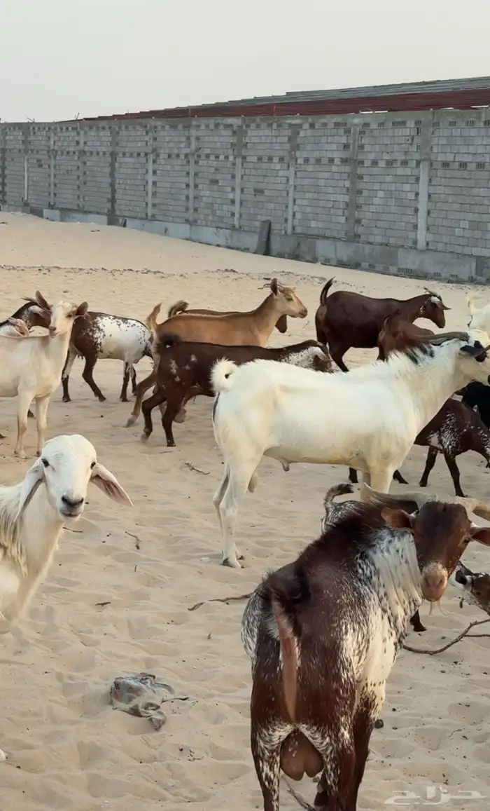 معزاء جنوبيه للبيع 4