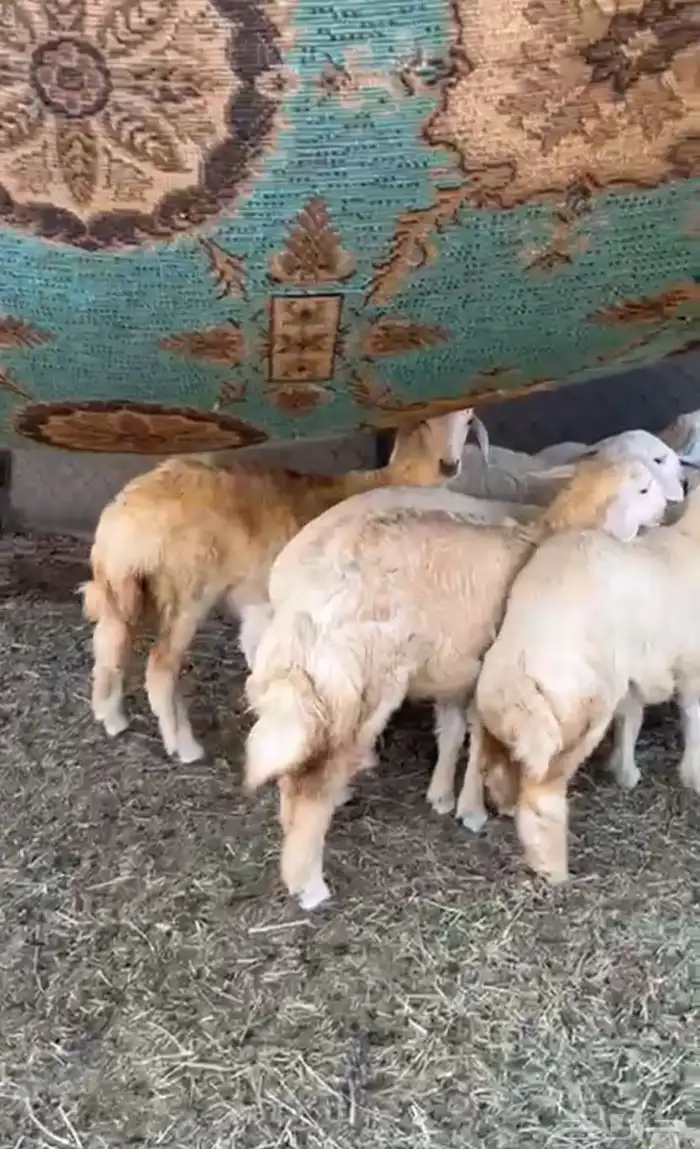 النوع رخال العدد 7 بفحلها 0