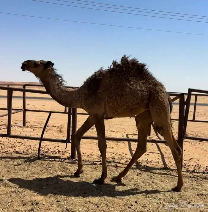 بكره صفرا عبدانيه 0