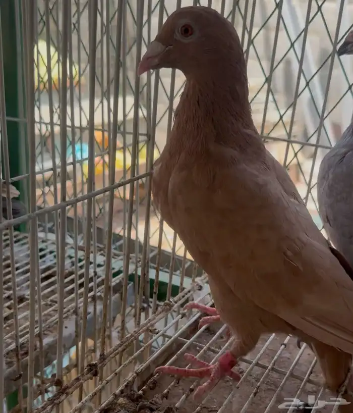 اجواز زاجل زينه 3