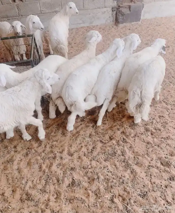 ذبايح نعيمي حري متوفر تمارا 1