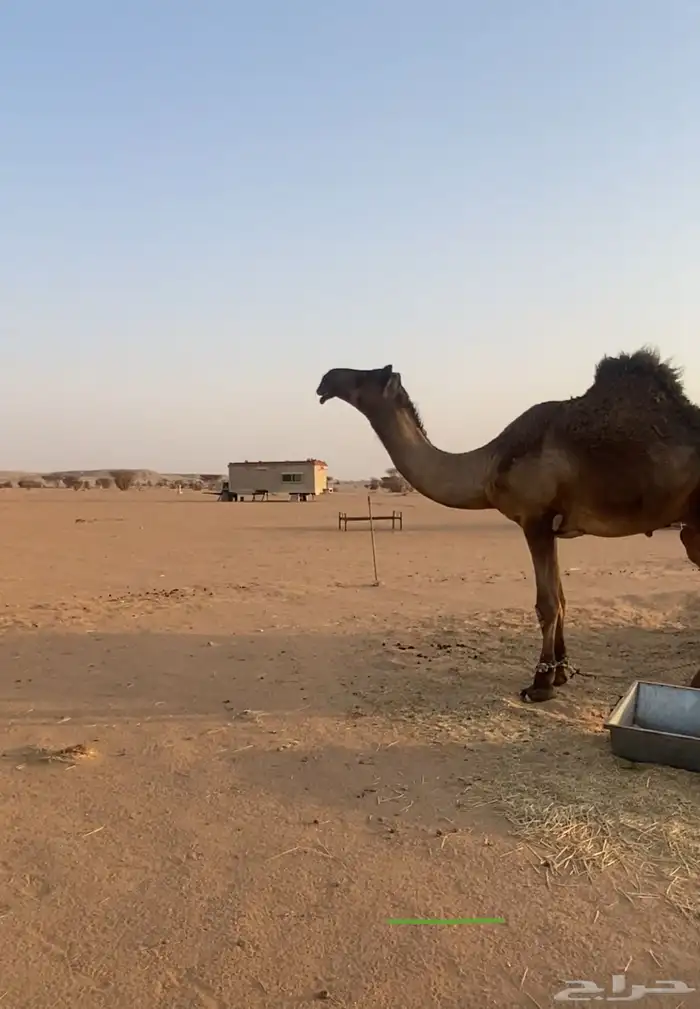 قعود وحيداني 0