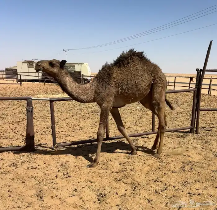 بكره صفرا عبدانيه 2