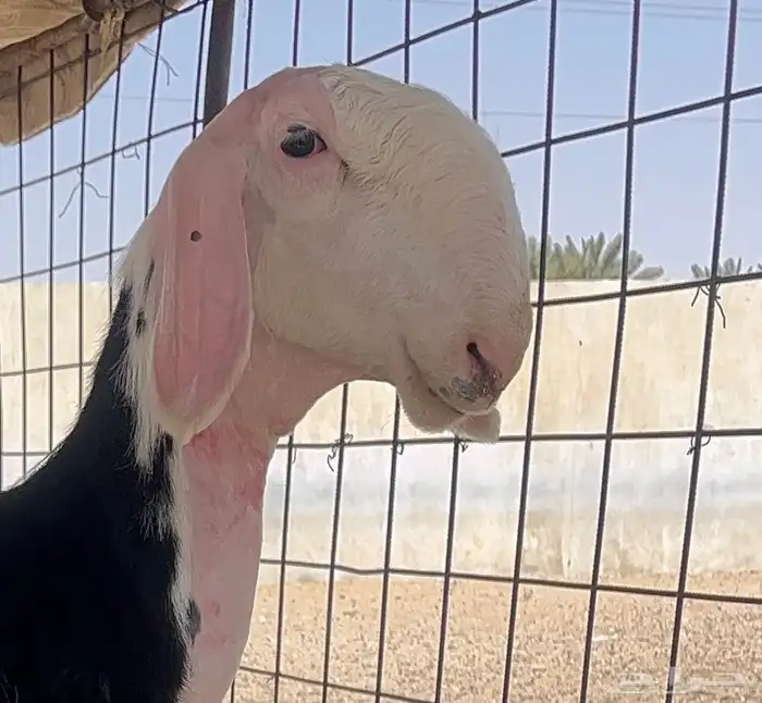 رخل نجديه صنف خصم ( تم البيع ) 1