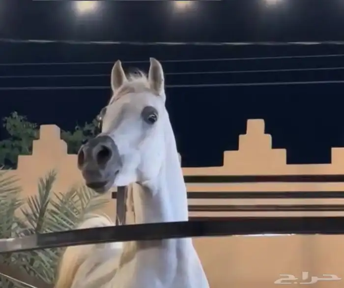 حصان فحل مصري واهو 0