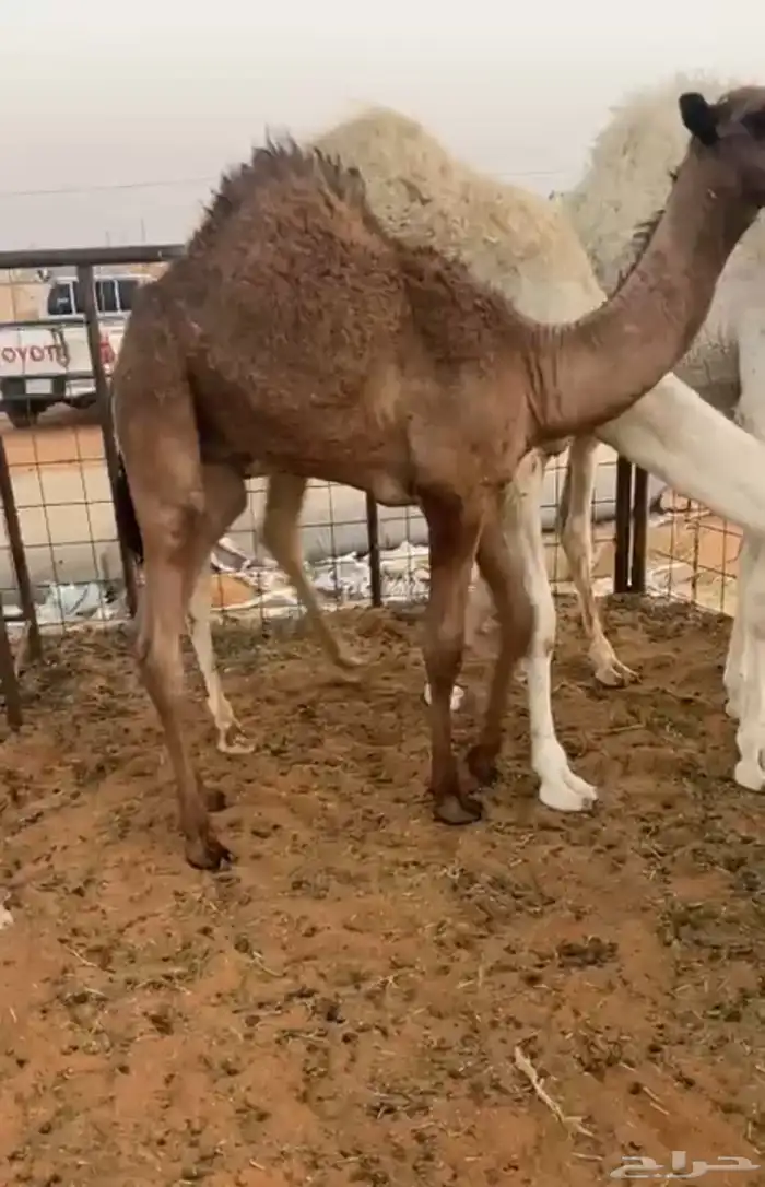 ابل 0