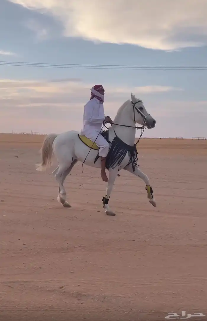 حصان شعبي 4