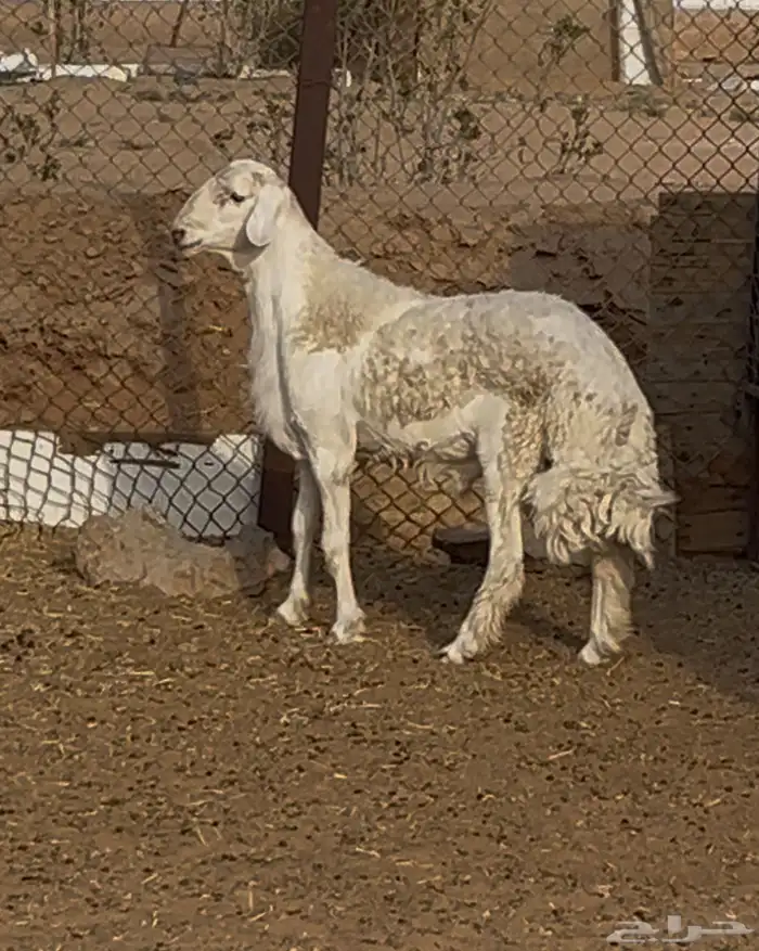فحل حري جذع 0