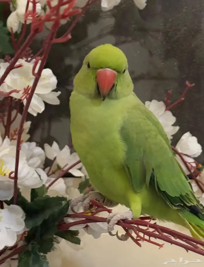 ببغاء دره اليف 0